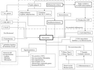 Patogenia de la sarcopenia.