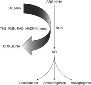 FAD: flavín adenín dinucleótido; FMN: flavín mononucleótido; NADPH: nicotín adenín dinucleótido fosfato reducido; NO: óxido nítrico; NOS: óxido nítrico sintasa; THB: tetrahidrobiopterina.
