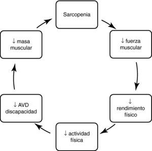 Mecanismo por el que aparecen las consecuencias de la sarcopenia.