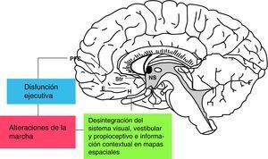 Bases neuroanatómicas en la relación marcha-cognición55. E: corteza entorrinal; H: hipocampo; NS: sistema nigroestriado; PFC: corteza prefrontal; STR: estriado.