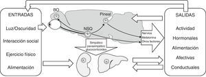 Estructura general del sistema circadiano. Se representan los principales sincronizadores en el recuadro izquierdo y la vía simplificada de transmisión de la información temporal procedente del ciclo luz/oscuridad ambiental que, a través de los núcleos supraquiasmáticos (NSQ) llega al resto de osciladores, tanto centrales (bulbo olfatorio [BO-], pineal, etc.) como periféricos (riñón, hígado, etc.). La pineal a través de la melatonina, o los núcleos supraquiasmáticos a través de nervios u otros factores humorales, ponen en hora al resto del organismo y, por tanto, a los ritmos manifiestos entre los que se encuentran los presentes en el recuadro derecho.