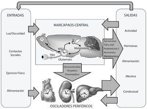Organización del sistema circadiano. Modificado de Garaulet M, et al.2.
