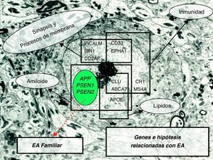 Genética y enfermedad del ALZHEIMER.