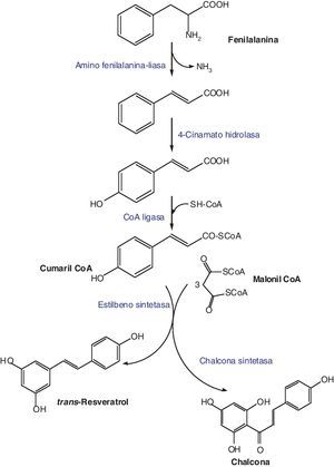 Esquema de la biosíntesis del resveratrol.
