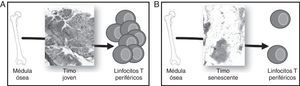 Involución del timo y generación de linfocitos T (LT) periféricos. Los precursores hematopoyéticos migran de médula ósea y colonizan el timo, donde se comprometen con el linaje T, maduran y finalmente son vertidos a sangre periférica. A) Un timo joven, con un gran porcentaje de epitelio timico (TES) es capaz de madurar un alto número de LT. B) Un timo senescente, con el TES atrofiado, solo puede madurar LT en los islotes linfoepiteliales, por lo que su aporte timico se ve en gran parte disminuido.