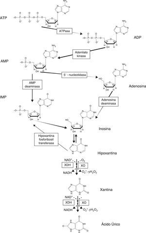 Vía de degradación de las purinas y producción de radicales libres por parte de la xantina oxidasa.