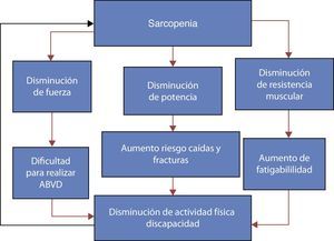 Modelo que explica las consecuencias funcionales de los cambios relacionados con la edad en la sarcopenia (pérdida de masa y función muscular) y el ciclo por el que se explica como la reducción de la actividad física acentúa el proceso de alteración. Modificado de Hunter et al.43.