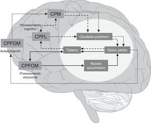Principales circuitos entre la corteza prefrontal y los ganglios basales y dimensiones de la apatía. CPFDM: corteza prefrontal dorsomedial; CPFL: corteza prefrontal lateral; CPFOM: corteza prefrontal orbito-medial; CPM: corteza premotora.