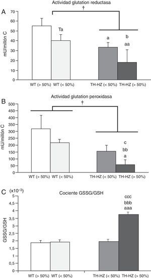 Parámetros de estrés oxidativo de los leucocitos peritoneales de ratones control (WT) y con una haploinsuficiencia para la enzima tirosina hidroxilasa (TH-HZ), clasificados según la proporción de animales en la jaula: WT>50% (la proporción de controles fue superior al 50%), WT<50% (la proporción de WT fue menor al 50% respecto a los TH-HZ), TH-HZ<50% (la proporción de TH-HZ fue menor al 50% respecto a los WT) y TH-HZ>50% (la proporción de TH-HZ fue mayor al 50%). Cada columna representa la media±desviación estándar de 5 valores correspondientes a ese mismo número de animales. A) Actividad glutatión reductasa representada en miliunidades/millón de células leucocitarias (mU/millón C). B) Actividad glutatión peroxidasa representada en miliunidades/millón de células leucocitarias (mU/millón C). C) Cociente glutatión oxidado (GSSG)/glutatión reducido (GSH). † p<0,05 con respecto a los animales WT; a p<0,05, aa p<0,05, aaa p<0,001, con respecto a los animales WT>50%; b p<0,05, bb p<0,01, bbb p<0,001, con respecto a los animales WT<50%; c p<0,05, ccc p<0,001, con respecto a los animales TH-HZ<50%. Ta p=0,055, con respecto a los animales WT>50%.