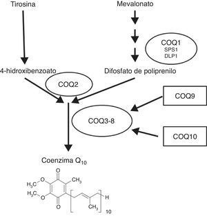 Papel de los genes COQ en la síntesis de Q. Los genes implicados en la síntesis de coenzima Q actúan desde la formación del precursor de la cola isoprenoide (COQ1, formado por 2 subunidades diferentes, SPS1 y DLP1), la fusión de esta cola isoprenoide con la cabeza polar originada a partir del aminoácido tirosina (COQ2) y la posterior modificación de la cabeza polar en la mitocondria por los componentes COQ3-8. A los componentes 9 y 10 se les ha asignado funciones reguladoras.