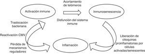 Activación del sistema inmune, inmunosenescencia e inflamación. Adaptado de Hearps et al.14