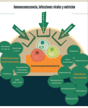 Los principales factores que contribuyen a la inmunosenescencia son la fragilidad, la inflamación y la oxidación. Desde la perspectiva de la nutrición basada en evidencia, existen deficiencias nutricionales con evidencia preclínica y clínica que aportan al fenómeno, así como características frecuentemente observadas en los adultos mayores que constituyen factores de riesgo para las infecciones virales.