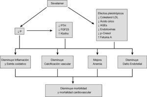– Esquema de los efectos atribuidos al sevelamer y su influencia sobre la supervivencia en el paciente con insuficiencia renal.