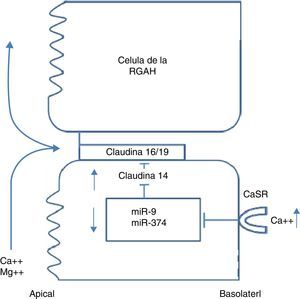 Regulación de las claudinas de la RGAH por el calcio extracelular.