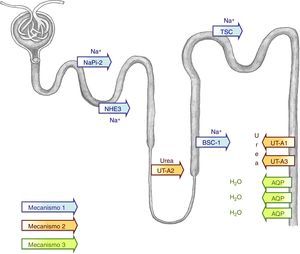 Modelo simplificado del mecanismo de concentración urinario. Para crear un intersticio medular hipertónico es necesaria una adecuada función de todos los transportadores tubulares de sodio como, por ejemplo, NHE3 (type 3 Na+/H+ exchanger), NaPi-2, (type 2 Na-Pi cotransporter), BSC-1 (type 1 bumetanide-sensitive Na-K-2Cl cotransporter) o TSC (thiazide-sensitive cotransporter) en el lado luminal tubular (mecanismo 1). Un defecto en su función produciría una pérdida salina con pérdida acompañada de agua que originaría un intersticio medular menos hipertónico. Además, es necesaria una adecuada función de los transportadores de urea (UT-A1, UT-A2, UT-A3) para incrementar la osmolalidad del intersticio medular (mecanismo 2). En presencia de ese intersticio hipertónico, la vasopresina puede concentrar la orina gracias al estímulo que ejerce en las acuaporinas (AQP), lo que permite que el contenido de la luz tubular se equilibre con el intersticio medular hipertónico (mecanismo 3).