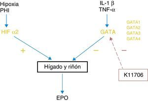 Mecanismo de acción de los inhibidores de GATA.