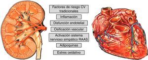 Factores de RCV implicados en la afección renal y cardíaca.