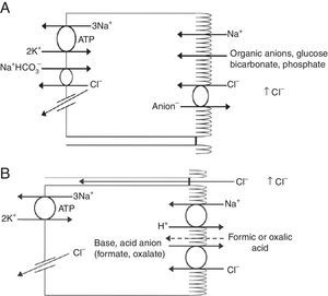 (A) In the early proximal tubule, isotonic sodium absorption occurs with organic solutes, bicarbonate, phosphate along with water resulting in a rising chloride concentration. (B) The high chloride concentration in the lumen also favors transcellular and paracellular transport. Intercellular junctions in the later proximal tubule become more permeable to chloride facilitating paracellular transport. Even when bicarbonate concentration falls in the lumen, Na+–H+ exchange continues to play a role in NaCl reabsorption. Transcellular sodium chloride absorption can occur via the coupling of Na+–H+ exchange with chloride-organic anion (formate, oxalate) exchange. The organic acid (formic or oxalic acid) is recycled into cells.