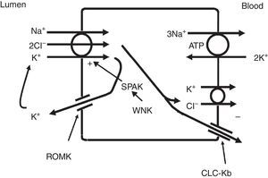 The thick ascending limb of the loop of Henle absorbs chloride via the apical Na+–K+–2Cl− cotransporter (NKCC2) and chloride exit from the cell via a basolateral chloride channel and by K+–Cl− cotransport. K+ recycling into the lumen and basolateral conductive Cl− exit via CLC-Kb contribute to the positive-to-negative lumen to basolateral transepithelial gradient. Intracellular chloride may regulate NKCC2 transport through a chloride-sensing WNK kinase (WNK) that can activate the STE20/SPS1-related proline/alanine rich kinase (SPAK) and NKCC2 when intracellular Cl− is low. On the other hand, when chloride accumulates in the cell due to defects in basolateral chloride channel exit pathway, NKCC2 transport is blocked. When NKCC2 is stimulated, for example by antidiuretic hormone, chloride entry is increased, but basolateral Cl-conductance is also enhanced.
