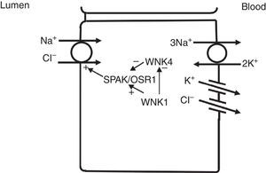 In the distal convoluted tubule, sodium and chloride in the lumen are taken up into the cell via a Na+–Cl− cotransporter (NCC). Transport via NCC is driven by a low intracellular sodium mostly generated by the basolateral Na+–K+ ATPase. The WNK1 kinase may serve as a chloride sensor to block inhibition of NCC by the WNK4 kinase.