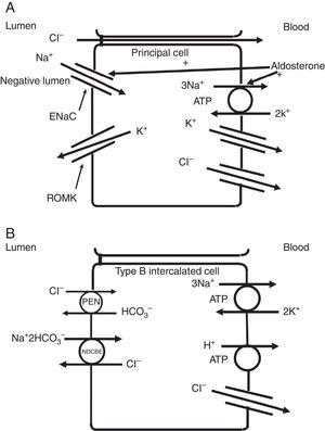 (A) Chloride can be secreted or reabsorbed in the collecting duct. A portion of chloride absorption is driven by a lumen negative potential and paracellular movement. (B) Transcellular reabsorption of chloride can also occur via coupling of the apical Pendrin chloride-bicarbonate exchanger to the SLCA48 sodium -dependent chloride-2 bicarbonate exchanger (NDCBE). 2 cycles of Pendrin would result in 2 chlorides entering the cell in exchange for 2 bicarbonate while NDCBE would transport 1 sodium and 2 bicarbonates in exchange for 1 chloride out. The net result would be the transport of 1 sodium and 1 chloride into the cell. Differences in the apical Pendrin and NDCBE activities could determine whether Cl− secretion or absorption predominates.