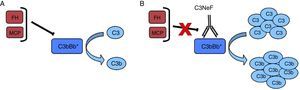 C3NeF. A) En condiciones normales, la convertasa de C3 es capaz de cortar C3 en C3b y C3a, pero existen proteínas reguladoras (FH, MCP) que favorecen su disociación y regulan su activación espontánea. B) La existencia del C3NeF estabiliza la convertasa, impide la acción de estos reguladores y permite que permanezca activa durante más tiempo y sea capaz de cortar más C3.