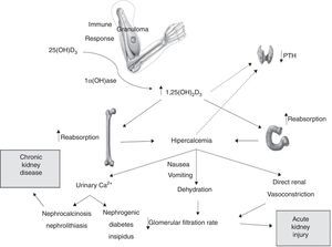 Possible mechanisms involved in the pathophysiology of kidney injury associated with hypercalcemia and injectable vitamins A, D and E supplements.