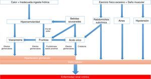 Mecanismos potencialmente implicados en el desarrollo de enfermedad renal crónica asociada al calor. La deshidratación recurrente puede implicar la aparición de enfermedad renal crónica fundamentalmente a través de la hiperosmolaridad, la cual genera liberación de vasopresina y la generación de fructosa por la activación de la vía de los polioles (aldosa reductasa-sorbitol deshidrogenasa). La vasopresina actúa produciendo un aumento de la presión hidrostática glomerular, incrementando así el riesgo de progresión de la enfermedad renal. La fructosa producida endógenamente se metaboliza mediante la fructocinasa en el túbulo proximal, realimentando la liberación de vasopresina y generando daño tubular junto con estrés oxidativo, produciendo además ácido úrico y citocinas. De esta manera la rehidratación con bebidas azucaradas proporcionará mayor cantidad de sustrato, amplificando así la respuesta de la vasopresina y la producción de ácido úrico. Más allá de estos mecanismos, pueden existir otros implicados, como el daño muscular por ejercicio físico extenuante con aparición de rabdomiolisis subclínica, el consumo de antiinflamatorios no esteroideos (AINE) y la hipotensión secundaria a depleción de volumen. Esta implicaría la activación del sistema renina-angiotensina-aldosterona, que juega también un papel importante en la enfermedad renal. Modificada de Johnson et al.36.