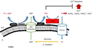 Schematic representation of the ectoenzymes and transporters involved in the extracellular ATP metabolism. Extracellular pyrophosphate (PPi) is the major endogenous inhibitor of ectopic calcification, that is degraded by tissue non-specific alkaline phosphatase (TNAP) and produced during extracellular hydrolysis of adenosine-5′-triphosphate (ATP), via ectonucleotide pyrophosphatase phosphodiesterase 1 (eNPP1). A direct competitor of the substrate for eNPP1 is the ectonucleoside triphosphate diphosphohydrolase (eNTPD) that hydrolyze ATP or ADP releasing inorganic phosphate (Pi) and adenosine-5′-diphosphate (ADP) or adenosine-5′-monophosphate (AMP) respectively. To generate ATP by mitochondria or another metabolic pathway, Pi are recovered from the extracellular space by the sodium-phosphate transporter type III (Pit1/2). To close the cycle of extracellular ATP metabolism, ATP is released by cells via exocytotic mechanisms and via multiple types of membrane channels, including connexin hemichannels, pannexin, cystic fibrosis transmembrane conductance regulator and the sulfonylurea receptor.