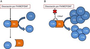 Esquema del efecto de C3NeF sobre la convertasa de C3 de la vía alternativa. A) En condiciones fisiológicas, la convertasa de C3 escinde la molécula de C3 en C3a y C3b, en un proceso regulado por proteínas como factor H (FH), MCP o DAF. B) Cuando C3NeF se une a la convertasa, impide que los reguladores FH, MCP o DAF puedan disociar el complejo, permaneciendo activa durante más tiempo y ocasionando un aumento del consumo de C3.