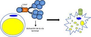 Mecanismo patogénico del C3NeF en la lipodistrofia parcial adquirida. C3NeF se va a servir de las proteínas del complemento que el adipocito sintetiza y va a conducir a una activación descontrolada de la vía alternativa en las inmediaciones de la célula. Esta situación progresa hasta la activación de la vía terminal y la formación del complejo de ataque a la membrana en la superficie del adipocito, provocando su lisis.