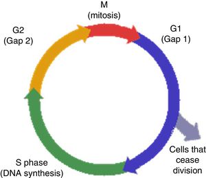 Cell cycle.