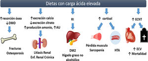 Ilustración 1. Complicaciones de las dietas con carga ácida elevada. El consumo crónico de dietas con carga ácida elevada favorece el desarrollo de AM de bajo grado, la cual se vincula con la presencia de alteraciones metabólicas como disminución en la densidad mineral ósea y osteoporosis por activación de los osteoclastos. En los riñones, incrementa la excreción de calcio y la reabsorción de citrato en los túbulos renales, presentándose un mayor riesgo de desarrollar litos renales, además de elevar la excreción de amonio y disminuir la de AU, incidiendo en el desarrollo y progresión de la enfermedad renal crónica. La acidosis metabólica de bajo grado ocasiona hipercortisolismo, lo cual disminuye la sensibilidad a la insulina, presentándose un mayor riesgo a desarrollar DM2 e hígado graso no alcohólico, además de disminuir el anabolismo muscular y exacerbar el estado proteolítico, poniendo al individuo en un mayor riesgo de sarcopenia. El incremento en el AU, el hipercortisolismo y la RI se consideran factores de riesgo para desarrollo de HTA. De forma independiente, la carga ácida de la dieta se asocia a un mayor riesgo cardiovascular. DMO: densidad mineral ósea; AU: ácido úrico; RI: resistencia a la insulina; DM2: diabetes mellitus tipo 2; HTA: hipertensión arterial; ECNT: enfermedades crónicas no transmisibles; ECV: enfermedad cardiovascular; ↑: incremento; ↓: disminución.