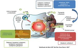 Ciclo vital VHC y tratamientos dirigidos frente a él.