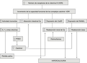 Esquema fisiopatológico propuesto de la hipercalciuria idiopática.