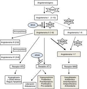 Esquema del sistema renina-angiotensina. ARAII: antagonista del receptor AT1; AT1: receptor 1 de angiotensina II; AT2: receptor 2 de angiotensina II; ECA: enzima convertidora de angiotensina; ECA2: enzima convertidora de angiotensina II; IECA: inhibidor de la ECA; MAS: receptor de ensamblaje mitocondrial.