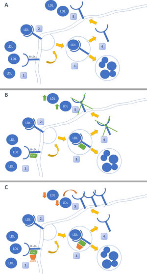 Mecanismo de acción de los iPCSK9. En la figura A se muestra la ruta habitual del metabolismo del colesterol LDL en el hígado. Este llega al hepatocito, donde se internaliza tras unirse a su receptor de LDL (R-LDL). Posteriormente, se separa de manera que LDL se degrada en el lisosoma y el R-LDL puede reciclarse para volver a exponerse en la superficie y volver a captar más moléculas de LDL. La figura B demuestra la acción de PCSK-9. Esta enzima se une de manera no covalente al R-LDL y a LDL, obligando a la degradación de ambas en los lisosomas e impidiendo el reciclaje de R-LDL. En la figura C se muestra el efecto de los inhibidores de PCSK-9. Estos son anticuerpos monoclonales (IgG1/2) que se unen a PCSK-9 y evitan que este ejerza su función sobre R-LDL y LDL. El uso de iPCSK9 favorece el reciclaje continuo de R-LDL y la captación de moléculas de LDL de manera más pronunciada.