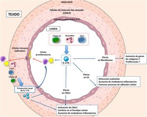 Procesos regulados por IL-17A en patologías vasculares.