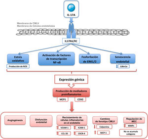 Mecanismos moleculares regulados por IL-17A en células de músculo liso vascular y en células endoteliales.