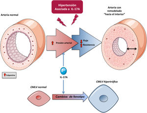 Potencial explicación del efecto de la IL-17A sobre la regulación de la presión arterial. Efecto en las arterias mesentéricas de resistencia.