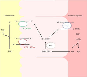 Transportadores ácido-base implicados en la secreción de H+ y reabsorción de HCO3– en las células alfa intercaladas del túbulo colector. La secreción de H+ está mediada por la H+-ATPasa vacuolar, que transfiere este protón activamente a través de la membrana luminal. El H+ puede también ser secretado gracias a una segunda ATPasa, la H+/K+-ATPasa que intercambia H+ por K. El bicarbonato, formado intracelularmente por la acción de la CAII, abandona la célula a través de la membrana basolateral, mediante la proteína trasportadora AE1 o proteína banda 3.