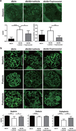 The effect of topiroxostat on the expression of desmin and podocyte functional molecules in db/db mice. (a) Representative IF finding of desmin (upper panel), and the semi-quantitative data of immunostaining and the data of real-time PCR (lower panel). The immunostaining of desmin was increased in db/db mice (db/db+vehicle). Topiroxostat treatment reduced the expressions of desmin (db/db+Topiroxostat). (b) Representative IF findings of podocyte functional molecules (upper panel), and the semi-quantitative data (lower panel). Nephrin, podocin and podoplanin were observed as a continuous linear pattern along capillary loop in db/m. The stainings of these molecules were detected as discontinuous dot-like pattern in db/db mice, and the staining intensity of these molecules was clearly low. Topiroxostat treatment restored the expression of nephrin and podoplanin. Data are shown as mean±SD. (*P<0.05, **P<0.01, ***P<0.001).