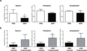 mRNA expression of podocyte functional molecules in human cultured podocytes. (a) mRNA expression of nephrin, podoplanin, and synaptopodin in cultured podocytes treated with adriamycin (ADR). The mRNA expression of nephrin was decreased. (b) The effects of topiroxostat on the mRNA expression of nephrin, podoplanin and synaptopodin. Topiroxostat treatment increased the mRNA expression of podoplanin in podocytes treated with ADR. Data are shown as mean±SD (n=3). (*P<0.05).