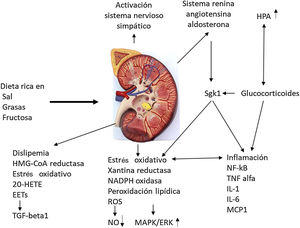 Impacto de la dieta Western en la fisiología renal. EETs: ácidos epoxieicosatrienoicos; 20-HETE: 20-ácido hidroxieicosatetraenoico; HPA: ácido hidroxipentanoico; MAPK/ERK: proteína quinasa activada por mitógenos; Sgk1: serina/treonina-proteín quinasa. Adaptado de Odermatt98.