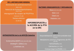 Resumen de factores implicados en la hiporrespuesta a la acción de la hormona paratiroidea (PTH) en la enfermedad renal crónica (ERC). FGF-23: acrónimo inglés del fibroblast growth factor23; PTHrp: péptido relacionado con la PTH; RANKL: acrónimo inglés del receptor activator for nuclear factor κB ligand.