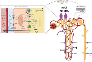 Túbulo proximal. La activación neurohormonal y los cambios hemodinámicos intraglomerulares y peritubulares facilitan la reabsorción de Na y agua en el túbulo proximal. Adicionalmente, el incremento en el flujo linfático lava las proteínas intersticiales y disminuye la presión oncótica en el intersticio renal promoviendo aún más la reabsorción pasiva de Na.