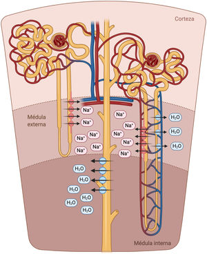 Asa de Henle. La porción descendente del asa de Henle es extremadamente permeable al agua. Por el contrario, la parte ascendente gruesa es impermeable al agua y el elevado flujo tubular de NaCl en este segmento del túbulo renal activa el cotransportador Na+/K+/2Cl- (NKCC2) en la porción gruesa, lo que diluye el líquido luminal y genera el gradiente osmótico necesario en el intersticio de la médula renal para la reabsorción de agua dependiente de vasopresina en el túbulo colector.