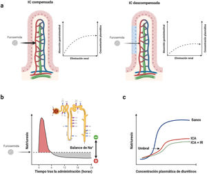 Características farmacocinéticas y farmacodinámicas de la furosemida. a) Cinética dependiente de la absorción. La furosemida presenta una propiedad farmacocinética única donde la tasa de eliminación del fármaco es significativamente más rápida que su tasa de absorción. Por lo tanto, los niveles plasmáticos dependen en gran medida de las tasas de absorción, y cualquier deterioro en este último proceso conduce a reducciones significativas en la vida media de este agente. b) Retención de sodio postdiurético. Los diuréticos de asa se caracterizan por tener semividas cortas. Por lo tanto, la natriuresis inicial generalmente disminuye progresivamente en las 3 a 6h siguientes a su administración. Durante este tiempo, la nefrona reabsorbe ávidamente sodio pudiendo generar un balance positivo. c) Umbral natriurético. La dosis administrada debe exceder un cierto umbral para ser efectiva. Así pues, no es de extrañar que una dosis empíricamente seleccionada pueda ser ineficaz. Este punto también se ve influenciado en gran medida por la errática biodisponibilidad de la furosemida oral.