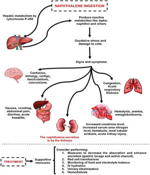 Physiopathology and systemic effects following human naphthalene exposure. Naphthalene is metabolized in the liver and is oxidized to alpha-naphthol and other metabolites. The cytochrome P450 enzymes are capable of catalyzing these metabolic transformation reactions. Toxic manifestations are mainly due to production of oxygen free radicals leading to lipid peroxidation and deoxyribonucleic acid (DNA) damage, as well as produce oxidative stress. This poisoning could affect various body systems, such as the liver, skin, lungs, kidney, central and peripheral nervous system. The treatment in these cases are mainly supportive.