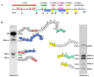 Familia de factor H y proteínas FHRs A) Región del agrupamiento génico RCA (Regulator of Complement Activation, 1q32-33) que contiene el gen CFH y los 5 genes CFHRs. Todos los genes tienen la misma orientación 5’-3’. Las letras A, B, C y D denotan grupos exón-intrón homólogos entre sí. B) Identificación de FH, FHL-1 y las 5 proteínas FHRs de un suero humano normal mediante análisis de Western-blot con 2 preparaciones de anticuerpos con distinta especificidad. Todas las proteínas están formadas por 4-20 dominios globulares homólogos; los dominios con el mismo color son los más similares entre sí, y están codificados por las duplicaciones A, B, C o D de los genes respectivos.